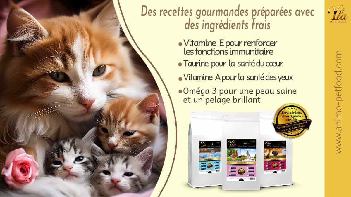 croquettes sans céréales pour chat ou chaton